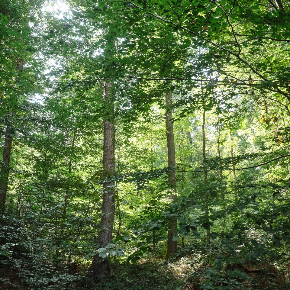 Wir lieben Wälder.