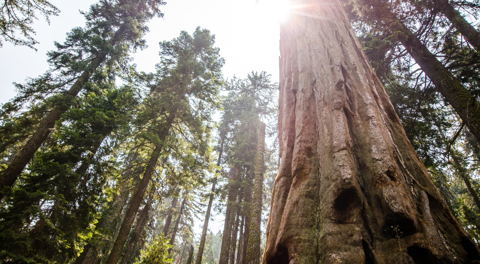 Wildwuchs statt Kahlschlag: Wie ein Wald sich selbst heilt – wenn man ihn lässt