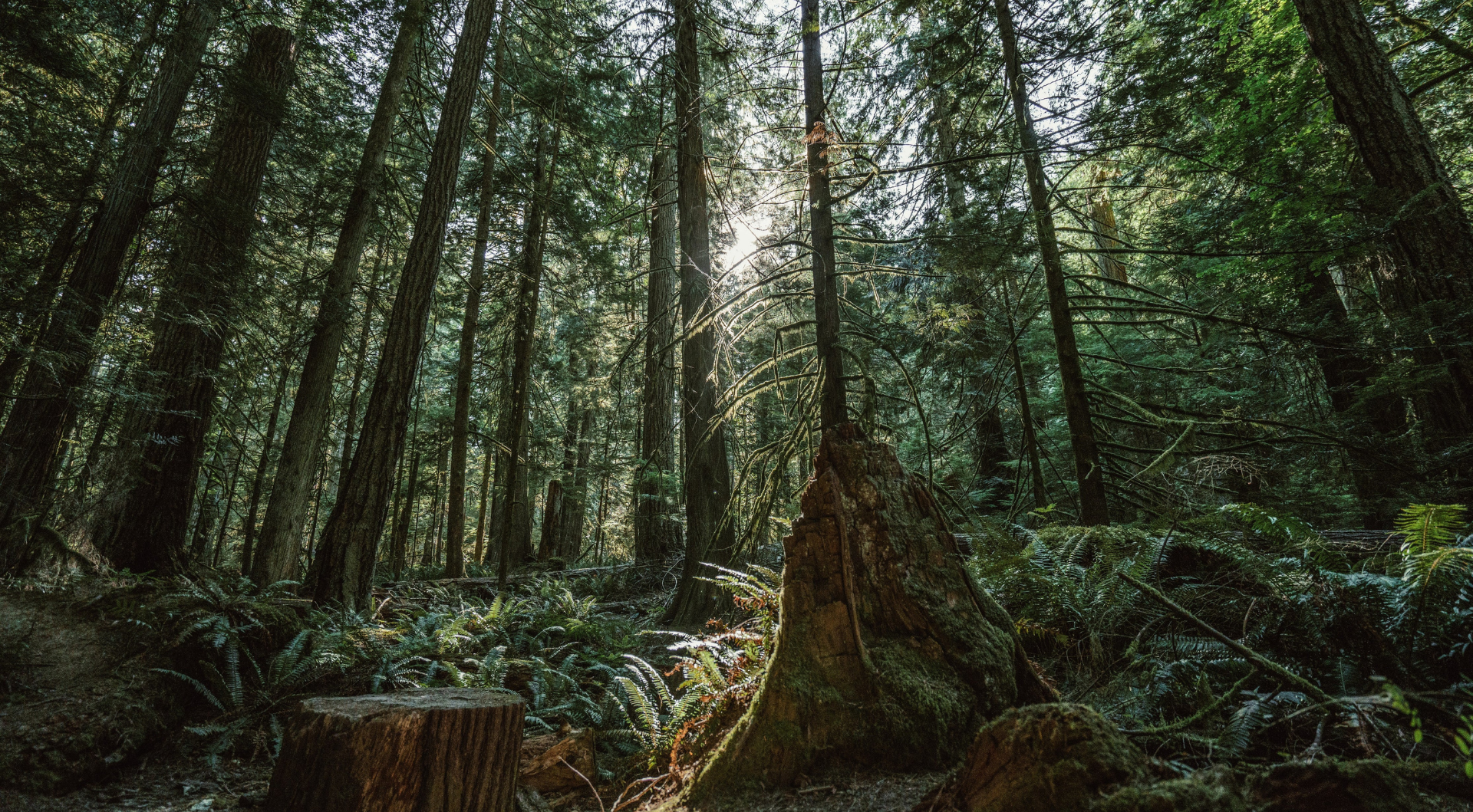Vier von fünf deutschen Bäumen sind krank. Das ist kein Naturphänomen.